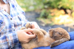 Holding hand each other with her pet. Adorable adult rabbit in woman's arm with care and love tenderly. Farmer holds bunny and friendship in nature. Promise between pet's owner and her animal.