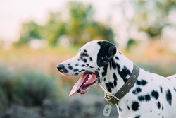 Portrait of Dalmatian dog with collar and nameplate during walking on meadow.