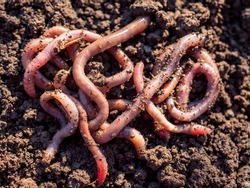 Earthworms in black soil of greenhouse. Macro Brandling, panfish, trout, tiger, red wiggler, Eisenia fetida.Garden compost and worms recycling plant waste into rich soil improver and fertilizer