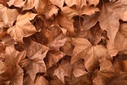 Brown detailed autumnal background of group of dried platanus leaves. Top view