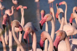 Group of flamingos is standing. Photo from wild nature.