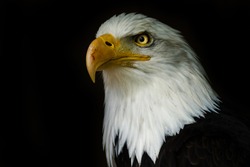 Bald eagle on the black wallpaper. National american prey bird. Portrait white-tailed eagle.
