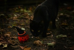 Black cute cat with Halloween pumpkin in the grass