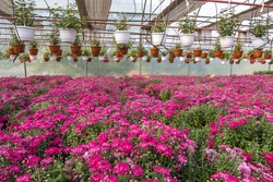 rows of young flowers aster in greenhouse with a lot of indoor plants on plantation