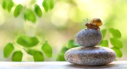 small snail on zen stone pebbles, natural green background. Symbol of spa, soul and body relax, life balance. concept of calmness, slow life, lazy. copy space