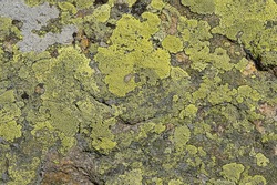 stone mineral background with rough textured surface and Lichen Moss. structure of Lichen rhizocarpon on grunge old stones backdrop. south Ural Mountains. flat lay. close up