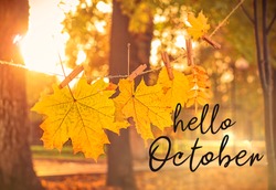 Hello october. autumn natural background. garland of yellow maple leaves in park. beautiful autumnal sunny landscape. symbol of golden fall season. 