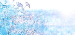 beautiful gentle winter landscape. frozen grass on natural snowy background. winter season, cold frosty weather. new year and Christmas holiday concept. copy space