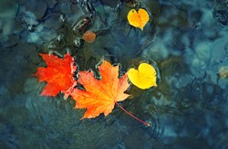 bright yellow-orange fallen maple leaves in dark blue water. Autumn natural background. autumn atmosphere image. symbol of fall season. flat lay