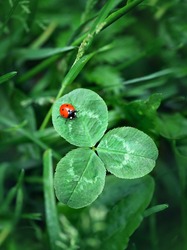 red ladybug and clover leaves on green meadow, natural background. symbol of pure nature, Beautiful summer season. top view