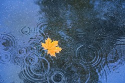 autumn yellow leaf in puddle, natural background. rainy day. autumn season atmosphere image. symbol of fall time. top view
