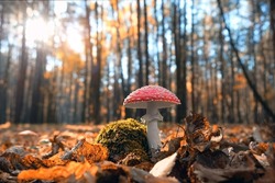 amanita muscaria mushroom in autumn forest, natural sunny background. Fly agaric poisonous wild mushroom in fallen leaves. harvest fungi concept. fall season