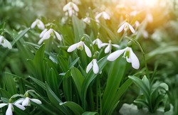 Beautiful white snowdrops flowers in garden, natural sunny green background. Gentle spring landscape. symbol of early spring season	