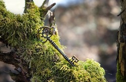 vintage key on mossy tree in mystery forest, natural abstract green background. magical beautiful key, symbol of secret garden. secrecy, mystique concept