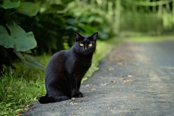 beautiful black cat sitting on road in garden, abstract natural background. summer season. cute domestic Cat relax on walking and carefully look to camera. happy pet outdoor. template for design.