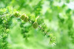 young larch tree cones on fluffy gentle needles green branches close up, abstract natural background. tree Larix decidua Pendula. spring season. young cone are used medicine in homeopathy, naturopathy