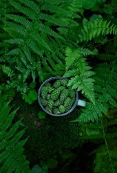 young green pine cones in cup on forest dark natural background. young pine tree cones picking for homemade healthy syrup cooking, used in folk medicine. top view