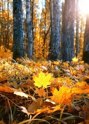 bright yellow-orange fallen leaves on abstract sunny natural background. symbol of fall season. autumn forest landscape