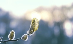 Spring fluffy willow buds close up. pussy willow branch on sunny light natural blurred background. Spring season symbol. template for design