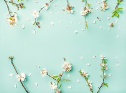 Spring floral background, texture and wallpaper. Flat-lay of white almond blossom flowers over light blue pastel background, top view, copy space. Womens day holiday greeting card concept
