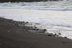 The black sand beach of Hana Bay meeting the Pacific Ocean in Hana, Maui, Hawaii, USA