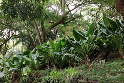 A verdant landscape in a tropical rainforest with ferns, trees, Elephant Ear plants and orchids in Allerton Gardens, Lawai, Kauai, Hawaii, USA