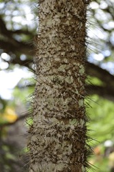 Close up of  the trunk of a Aiphanes minima Palm tree covered in sharp black spikes in Kauai, Hawaii, USA