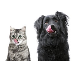 Portrait of hungry dog and cat licking it's face isolated on white