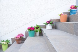 Flowers pots at the entrance of a hose in the stairs. 