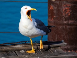 Funny angry seagull with big opened mouth walking in the ship deck
