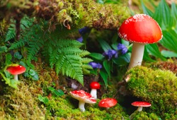 Amanita mushrooms in forest.