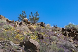 Southwest desert hillside landscape with desert purple wildflowers, yellow gold poppies, in springtime, camping, hiking and adventure in spring in American desert