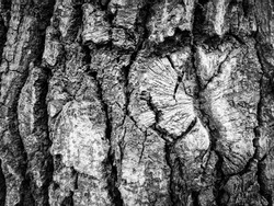 The bark of an old tree. Black-and-white.