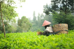 Tea pickers wearing caping are picking tea leaves