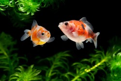 Fancy Pearlscale Goldfish with water plants