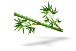 Bamboo plant,Isolated on a white background,