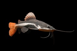 Red Tail Catfish isolated on black background