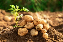 fresh organic potatoes in the field 