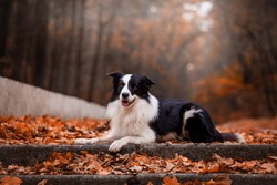 Dog breed Border Collie in the autumn forest
