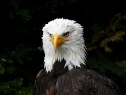 Frontal portrait of Bald Eagle, bird of prey