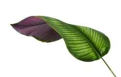 Calathea ornata (Pin-stripe Calathea) leaves, Tropical foliage isolated on white background, with clipping path