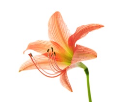 Hippeastrum or Amaryllis flower , Orange amaryllis flower isolated on white background, with clipping path                  