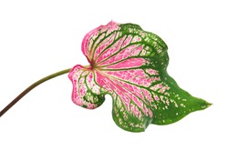 Caladium bicolor with pink leaf and green veins (Florida Sweetheart), Pink Caladium foliage isolated on white background, with clipping path      