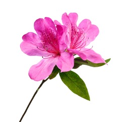 Azaleas flowers with leaves, Pink flowers isolated on white background with clipping path  