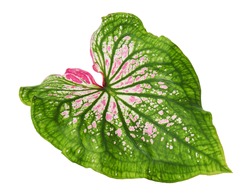 Caladium bicolor with pink leaf and green veins (Florida Sweetheart), Pink Caladium foliage isolated on white background, with clipping path                                 