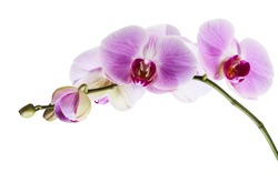 Purple orchid flower, Pink phalaenopsis (moth) orchid isolated on white background, with clipping path                             