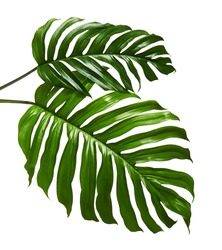 Monstera deliciosa leaf or Swiss cheese plant, isolated on white background, with clipping path                            