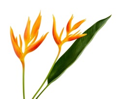 Heliconia psittacorum (Golden Torch) flowers with leaves, Tropical flowers isolated on white background, with clipping path                             