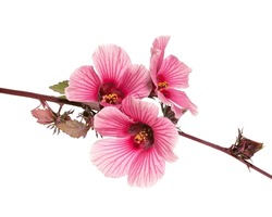 African Rosemallow Plant, Cranberry Hibiscus flower, Red Hibiscus flower with leaves isolated on white background, with clipping path                             
