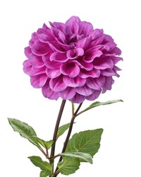 Dahlia flower with leaves, Purple dahlia flower isolated on white background, with clipping path                          